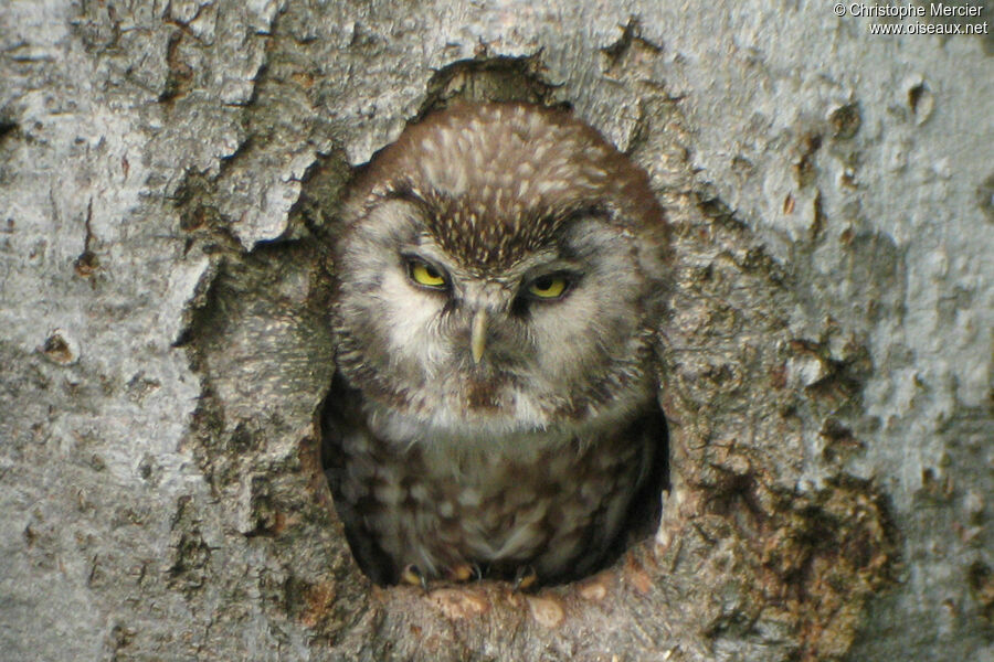 Boreal Owl