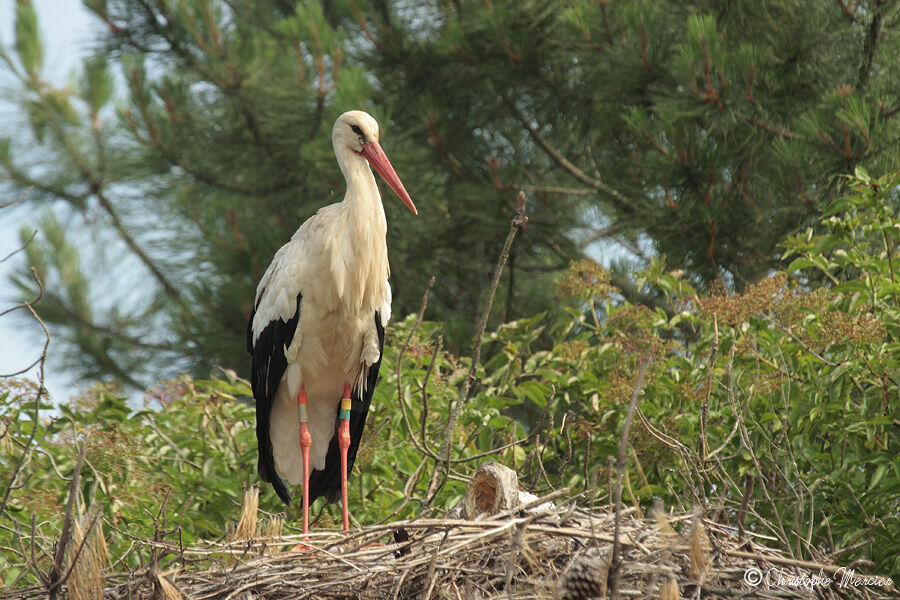 White Stork