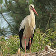 Cigogne blanche