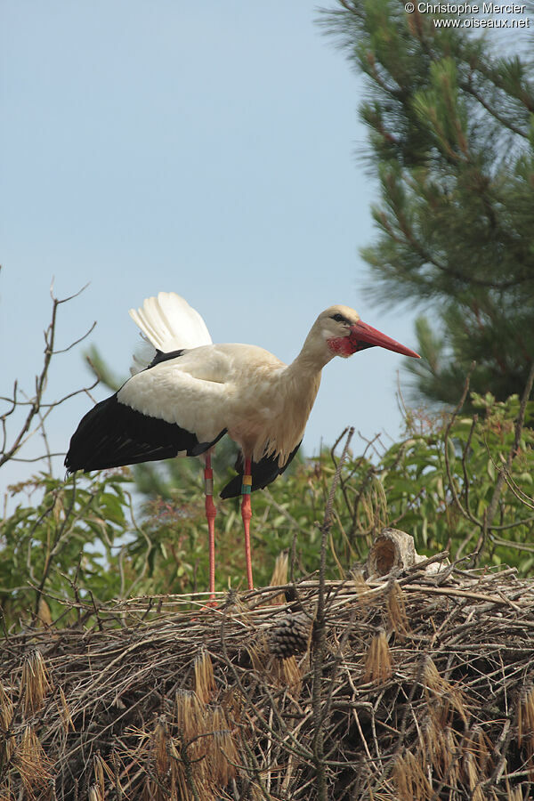 Cigogne blanche