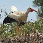 Cigogne blanche