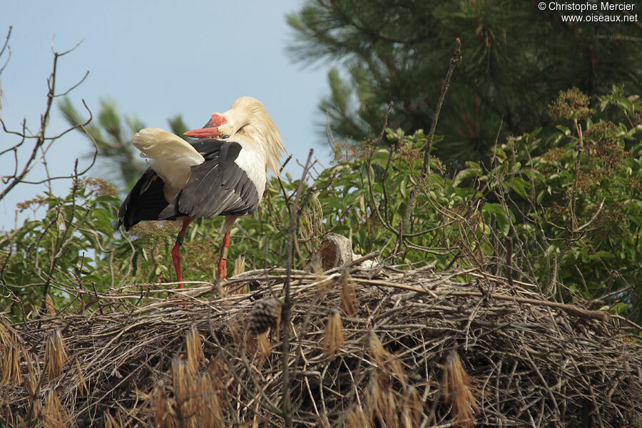 White Stork