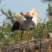 White Stork