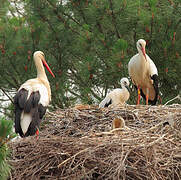 White Stork