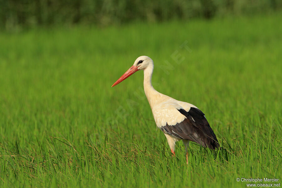 White Stork