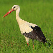 Cigogne blanche