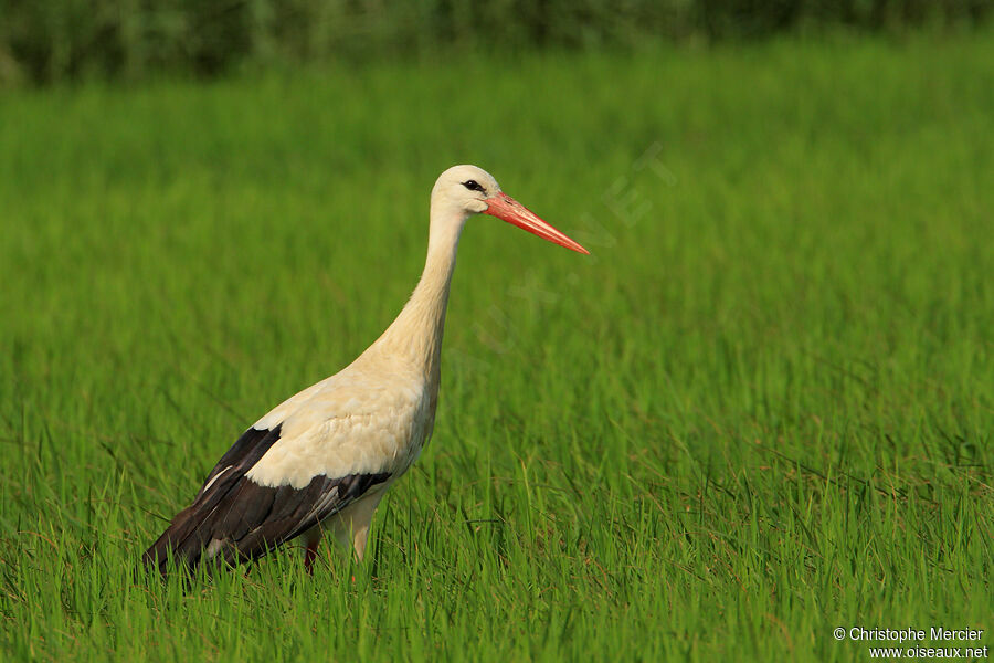 White Stork