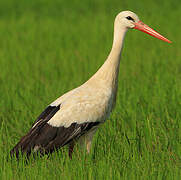 Cigogne blanche