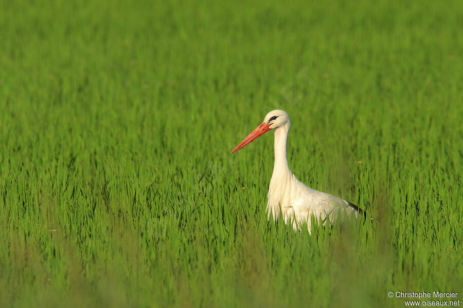 White Stork