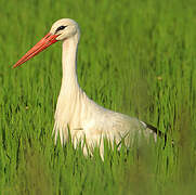 Cigogne blanche