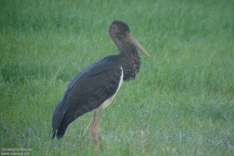 Cigogne noirejuvénile