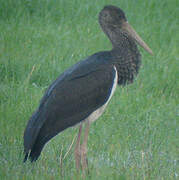 Cigogne noire