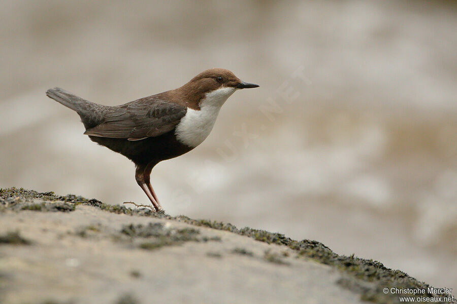 White-throated Dipper