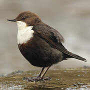 White-throated Dipper