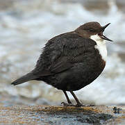 White-throated Dipper