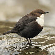 White-throated Dipper