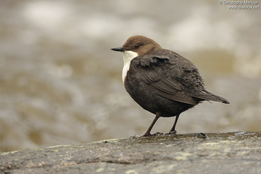 White-throated Dipper