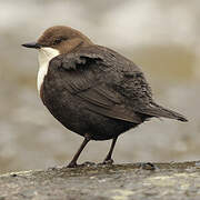 White-throated Dipper