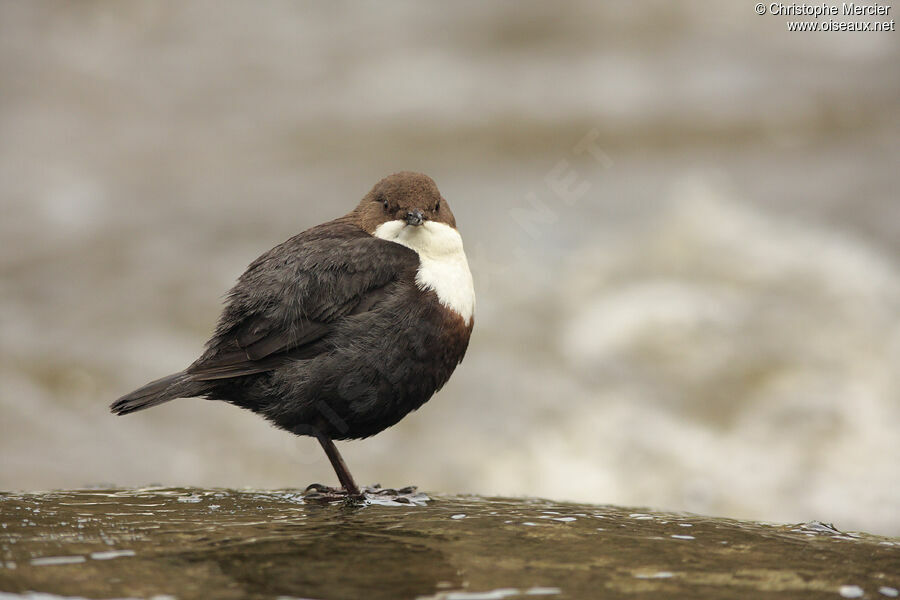 White-throated Dipper