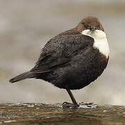 White-throated Dipper