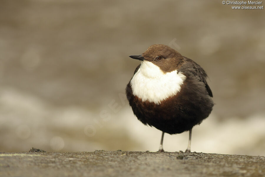 White-throated Dipper