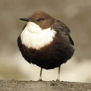 White-throated Dipper