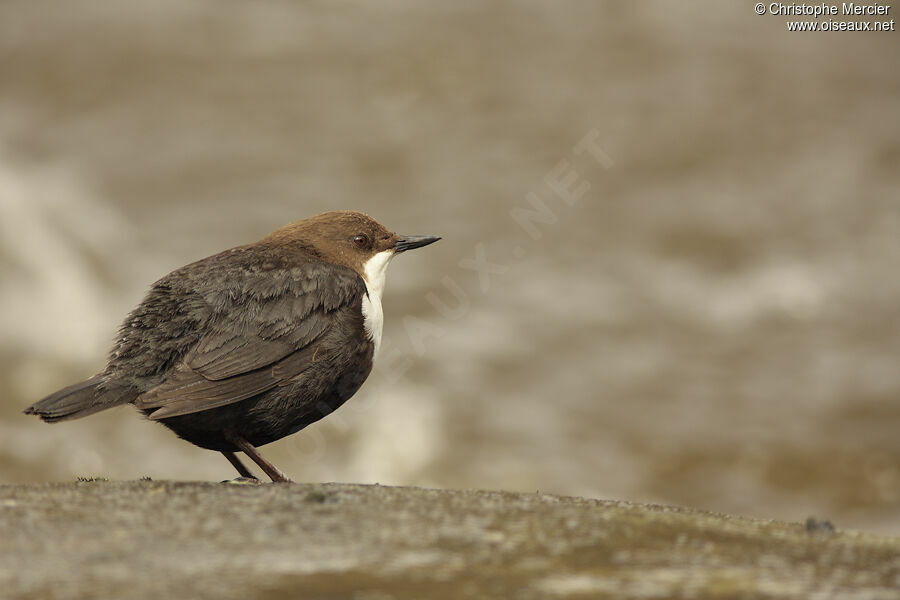 White-throated Dipper