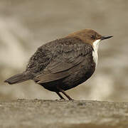 White-throated Dipper