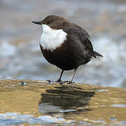 White-throated Dipper