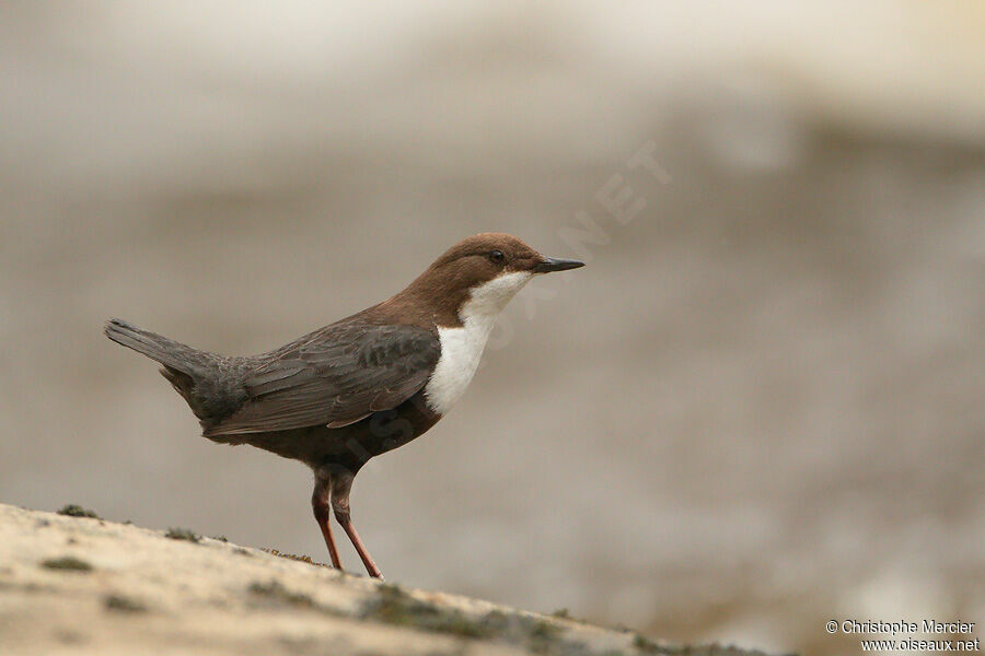 White-throated Dipper