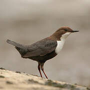 White-throated Dipper