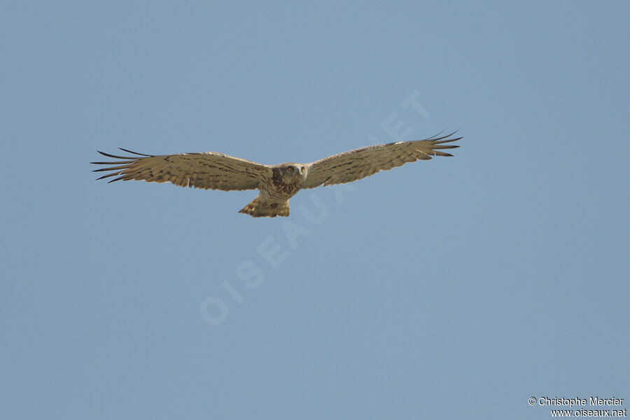 Short-toed Snake Eagle