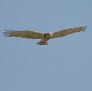 Short-toed Snake Eagle