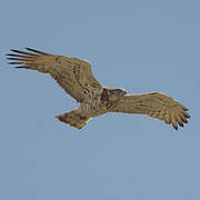 Short-toed Snake Eagle