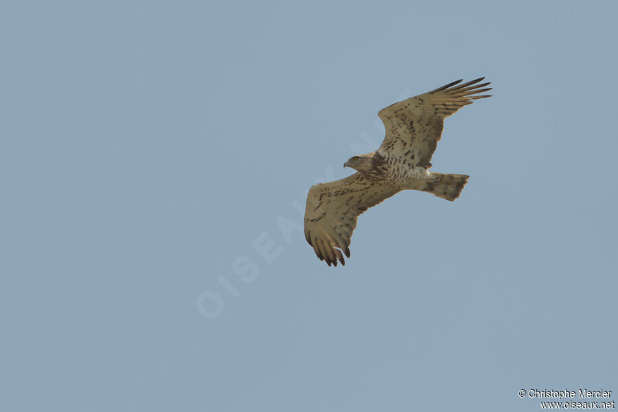 Short-toed Snake Eagle