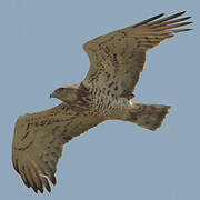 Short-toed Snake Eagle