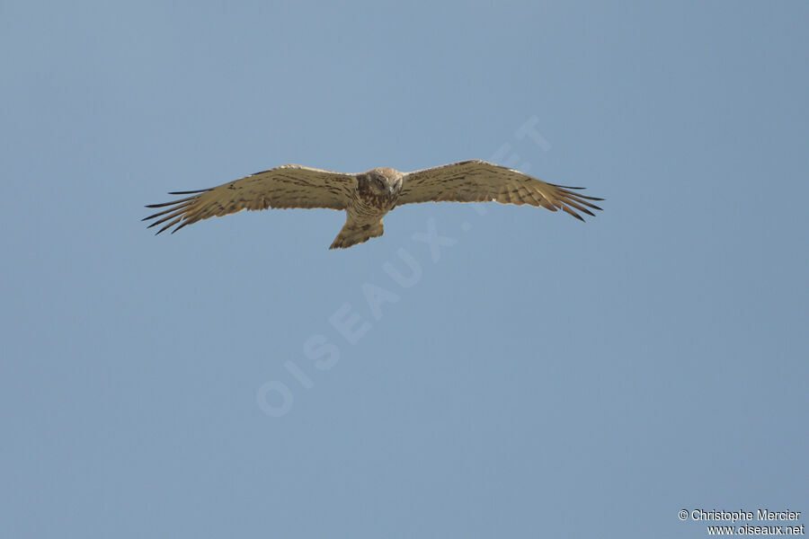 Short-toed Snake Eagle