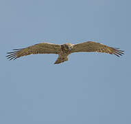 Short-toed Snake Eagle