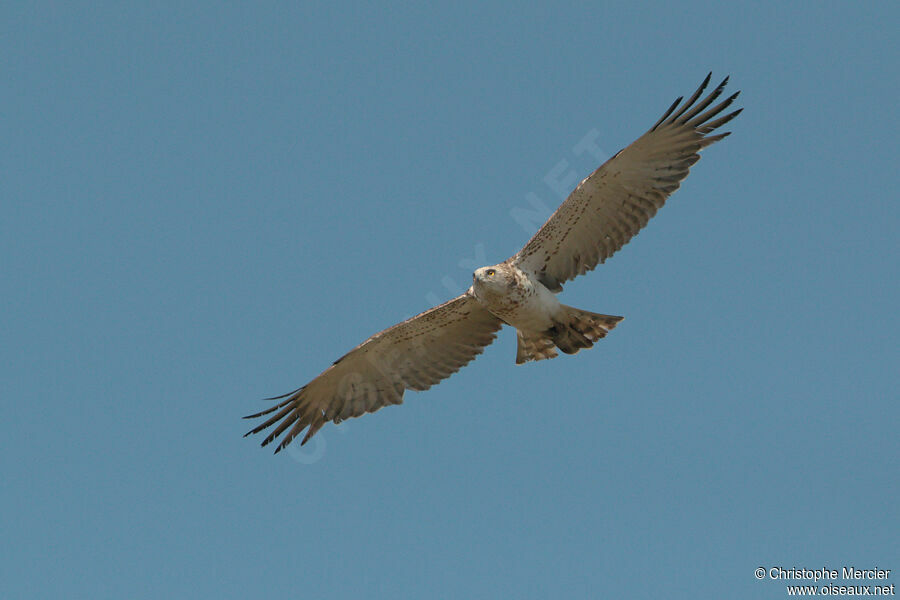 Short-toed Snake Eagle