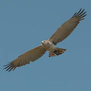 Short-toed Snake Eagle