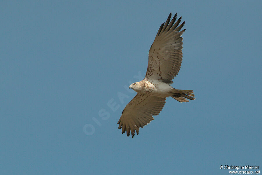 Short-toed Snake Eagle