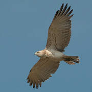 Short-toed Snake Eagle