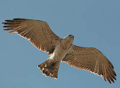 Short-toed Snake Eagle