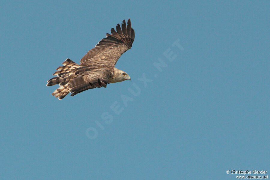 Short-toed Snake Eagle