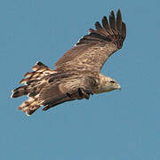 Short-toed Snake Eagle