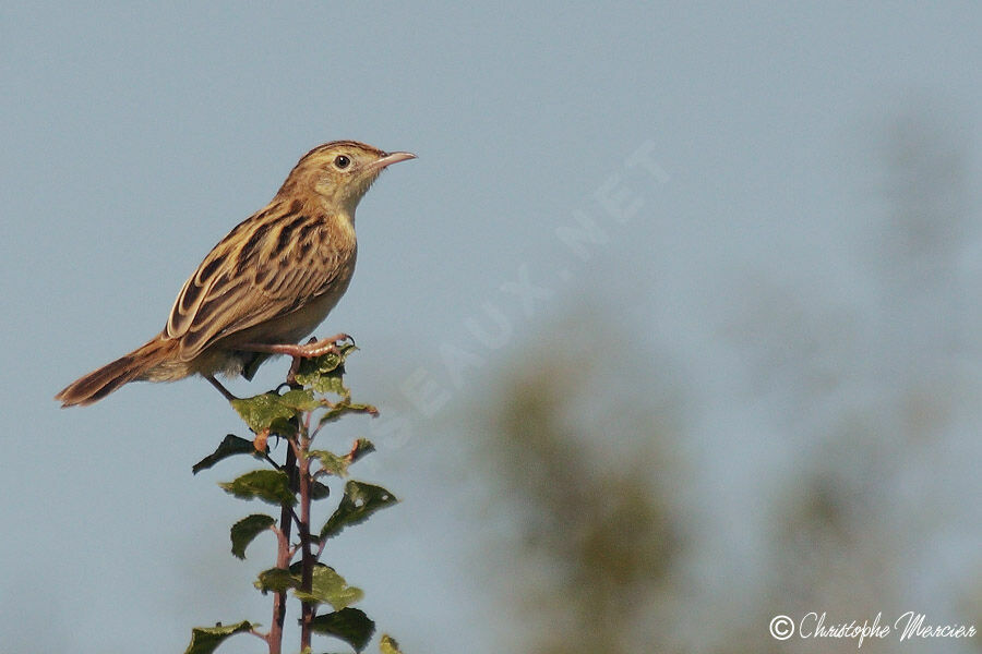 Zitting Cisticola