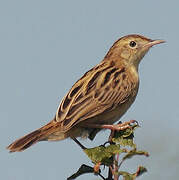 Zitting Cisticola