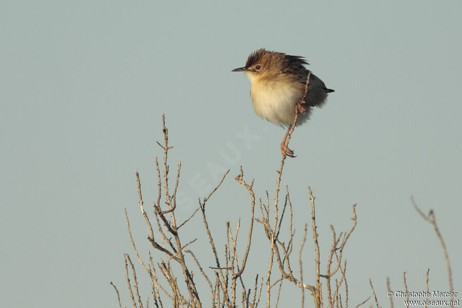 Zitting Cisticola