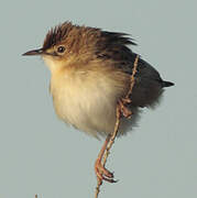 Zitting Cisticola