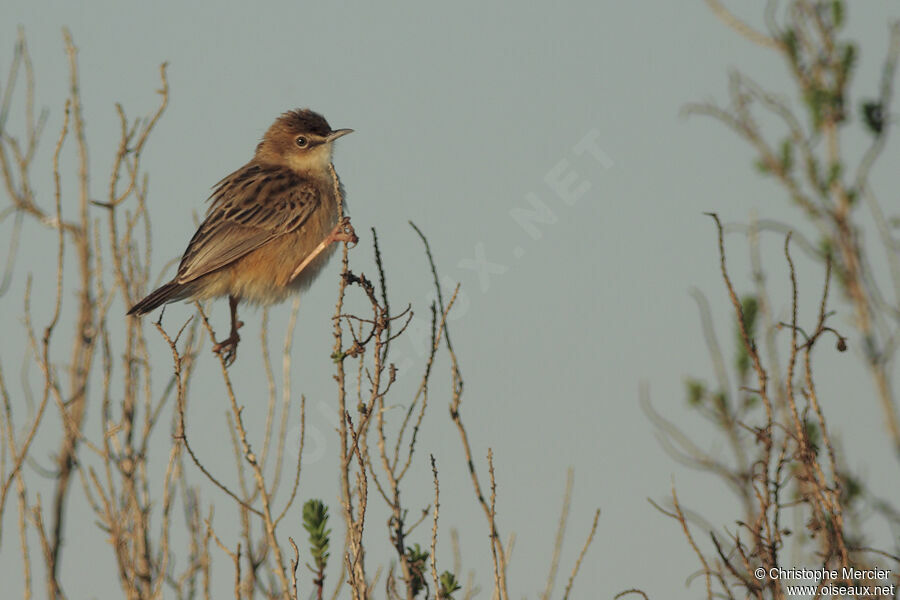 Zitting Cisticola